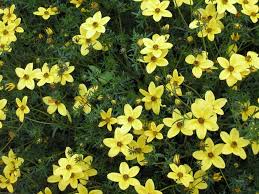 Image result for foto Dvouzubec