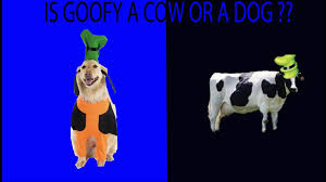 Mar 12, 2021 · the whole crew of disney characters is ready to play—mickey mouse and minnie mouse, donald duck and daisy duck, and of course goofy and pluto too. Is Goofy A Cow Or A Dog All Questions Answered Youtube