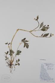 Image result for Ranunculus oreophytus