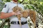 Corsican wildcat - Wikipedia