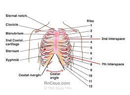 Ribs 2 through 7 have a more traditional appearance and become longer and less curved as they progress downwards. Anatomy Thoracic Cavity