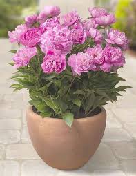 Garden Supplies Shepparton It Is Gardening Leave Tesco Container Gardening Flowers Container Flowers Container Garden Design