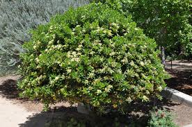 Image result for Pittosporum