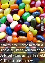 How Long Does It Take To Make A Jelly Bean