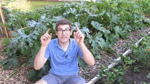 Break the squashes from the stem, or use a clean knife to cut the fruit away. Prune Zucchini To Increase Production Prevent Powdery Mildew Prevent Blossom End Rot Youtube