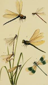 Black And Yellow Dragonfly With Long Tail Report Of The Senckenbergische Naturforschenden Gesellschaft In Frankfurt Am Main Dragonfly Illustration Insect Art Nature Illustration