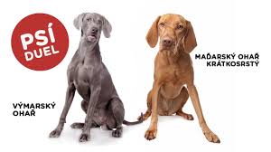 Image result for maďarský krátkosrstý ohař