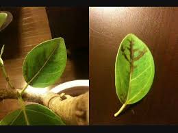 アルテシマに茶色の葉 原因は 観葉植物の初心者です 3週間前から ガーデニング 家庭菜園 教えて Goo