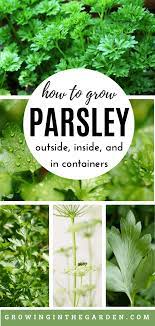 How To Grow Parsley 5 Tips For Growing Parsley Growing In The Garden Growing Parsley Parsley Plant Easy Herbs To Grow