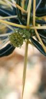 Image result for Xanthium spinosum