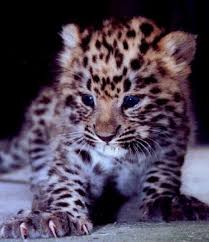 The Worlds Most Endangered And Rarest Animal Species Animals Beautiful Most Endangered Animals Endangered Animals
