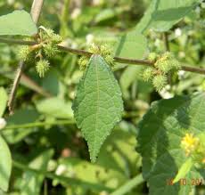 Image result for Triumfetta pentandra