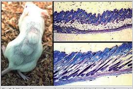 Along with that copper peptides also help in reducing the flakiness and itchiness of the scalp which often results in. Figure 2 From Ghk Copper Peptide In Skin Remodeling And Anti Aging Ghk Cu In Skin Remodeling Semantic Scholar