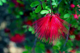 Image result for Calliandra tweedii