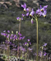 In some cases our florists may need to substitute a similar container or flowers. Best Places To See Wildflowers In Orange County Socal Field Trips