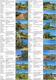 Image result for Megalochlamys hamata