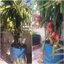 Maybe you would like to learn more about one of these? How To Build A Dragon Fruit Trellis Diy Ideas Guide