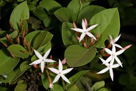 Image result for Carissa spinarum