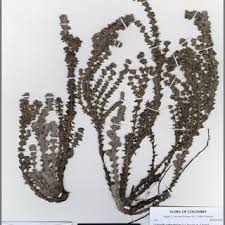 Image result for Hirpicium antunesii