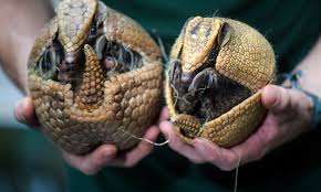 Armadillo Shells Are Bulletproof. In Fact, One Texas Man Was Hospitalized  When A Bullet He Shot At An Armadillo Ricocheted Off The Animal And Hit Him  In The Jaw. : R/Damnthatsinteresting