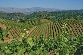 Our cst time zone converter will help you find and compare calera time to any time zone or city around the world. Calera Sold To Duckhorn New Owner For California Pinot Maker Decanter