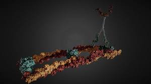 Myosin X Stroke Cycle By Mechanobio 3d Good Presentation Cycle Light Chain