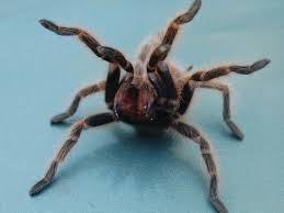Image result for Tarantula Bite