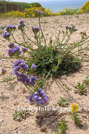 Image result for Limonium sinuatum
