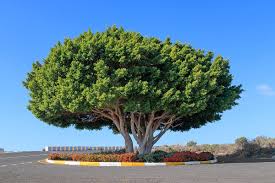 Image result for Ficus