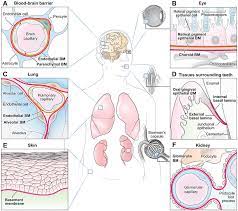 Type iv collagen drives alveolar basement membranes sciencedirect basement membrane development in vitro basement membrane alveolar capillary barrier the alveoli. Basement Membranes In Development And Disease Abstract Europe Pmc