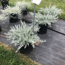 Image result for Helichrysum kirkii