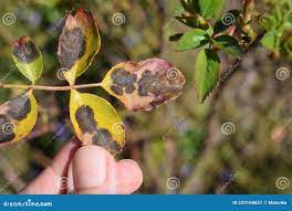 болезни растений грибковая болезнь черное пятно розы Стоковое Изображение -  изображение насчитывающей извлекайте, приложения: 233168657