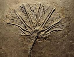 Radiocarbon dating is a key tool archaeologists use to determine the age of plants and objects made with organic material. Carbon Dating Good News Christian News