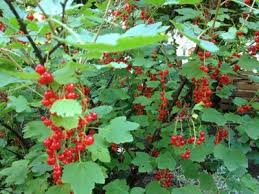 Wer Schnell Zu Wohlschmeckenden Beeren Im Eigenen Garten Kommen Will Sollte Sich Als Erstes Einen Johanni Johannisbeeren Pflanzen Pflanzen Johannisbeerstrauch