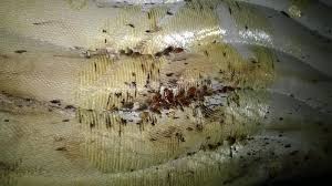 Používáme kvalitní a především účinné insekticidy proti štěnicím. Hmyz Stenice Desinsekce Se 100 Zarukou