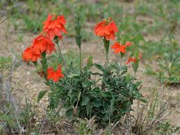 Image result for Crossandra greenstockii