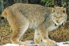 Canadian Wildlife Federation Canada Lynx