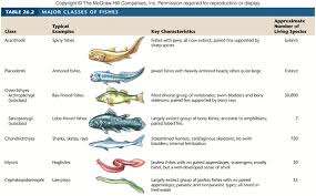Class Of Chordata Figures To Know Phylum Chordata Class