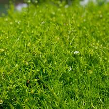 Image result for Sagina