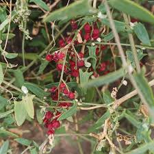 Image result for Lintonia nutans