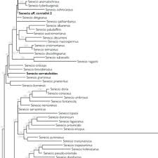 Image result for Senecio cryphiactis