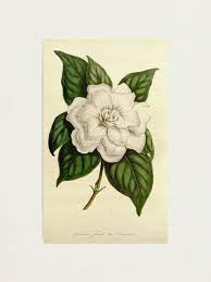 Gardenia Flower Botanical Photographic Print Redbubble Flower Flowers Summer Floral Nature Cute Green Plant Drawing Vintage Flowers Vintage Botanical