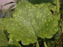 In the short term, deal with some of the pests and diseases below individually, as each might require a different the pest overwinters as pupae in crop debris. Learn How To Identify Common Plant Pests And Diseases Plant Pests Plant Diseases Cucumber Plant