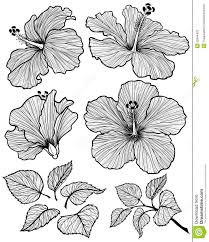 Hibiscus Flower Set Download From Over 56 Million High Quality Stock Photos Images Vectors Sign Up For Free Flower Graphic Flower Drawing Flower Sketches