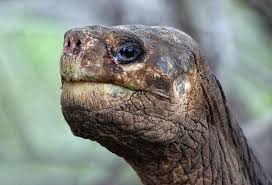 Chelonoidis niger (the galápagos tortoise) is a tortoise species complex endemic to the galápagos islands. Rip Lonesome George The Last Of His Kind Galapagos Tortoise Scientific American Blog Network