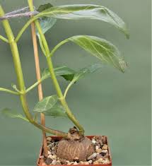 Image result for Pterodiscus angustifolius