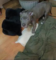 Stinkin Cute Pittie Puppy 2 Months Old Pitbull Blue Brindle Blue Nose Knight Sabre Pittie Puppies Blue Nose Pitbull Blue Nose Pitbull Puppies