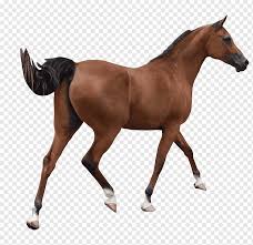 Suddenly something scares them and they both run away. Arabian Horse Andalusian Horse Clydesdale Horse Cartoon S Painted Horse Running Horse Horse Watercolor Painting Cartoon Character Png Pngwing