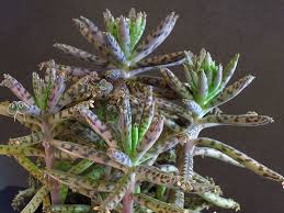 Kalanchoe Tubiflora Maternity Plant Cacti And Succulents Plants Succulents
