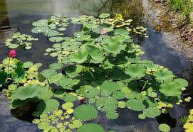 Bassin De Jardin Delbard